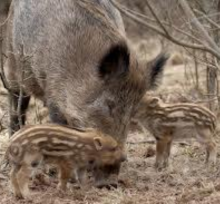 Afrykański pomór świń na rubieżach UE
